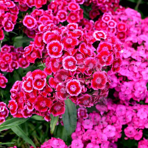 Dianthus Barbatus Mixed Color Flower Seeds